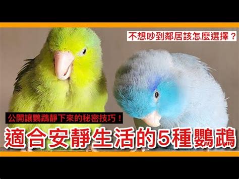 什麼動物可以養